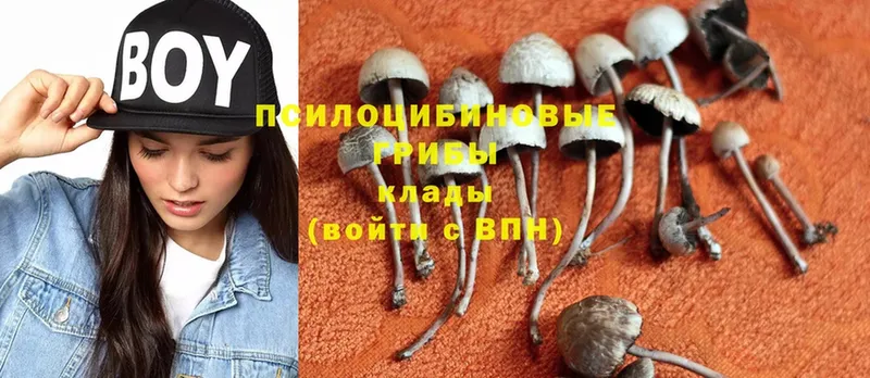 Псилоцибиновые грибы Psilocybine cubensis  omg ССЫЛКА  Велиж  цена наркотик 